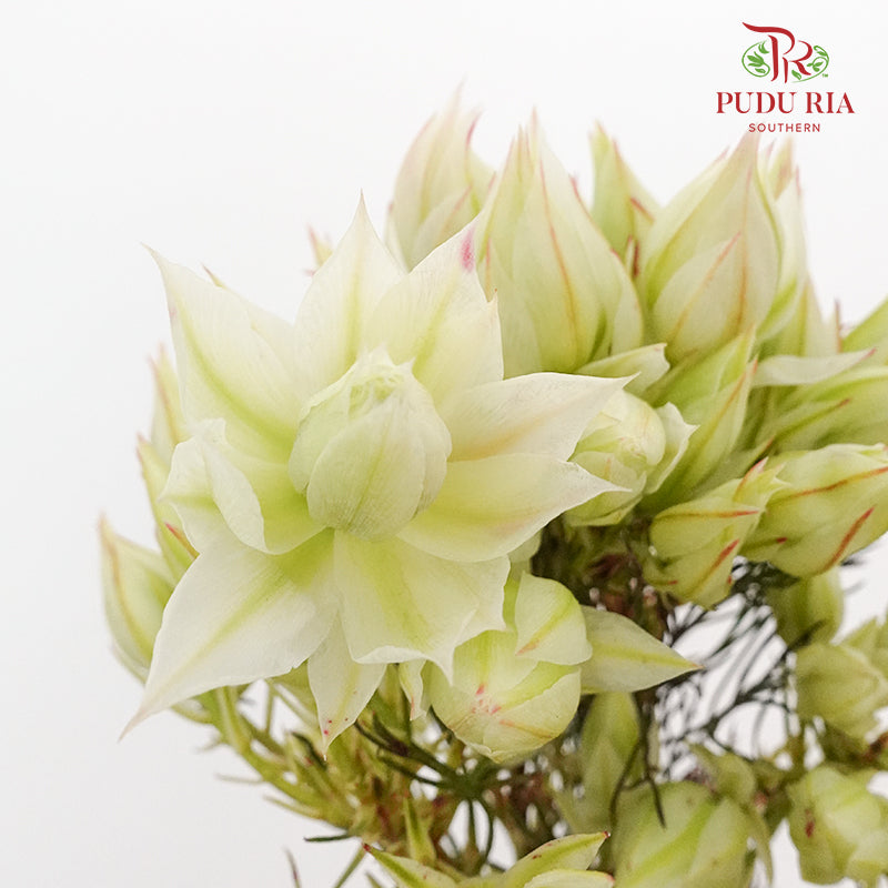 Blushing Bride White - Pudu Ria Florist Southern