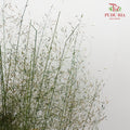 Preservative Asparagus Virgatus Green - Pudu Ria Florist Southern