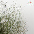 Preservative Asparagus Virgatus Green - Pudu Ria Florist Southern
