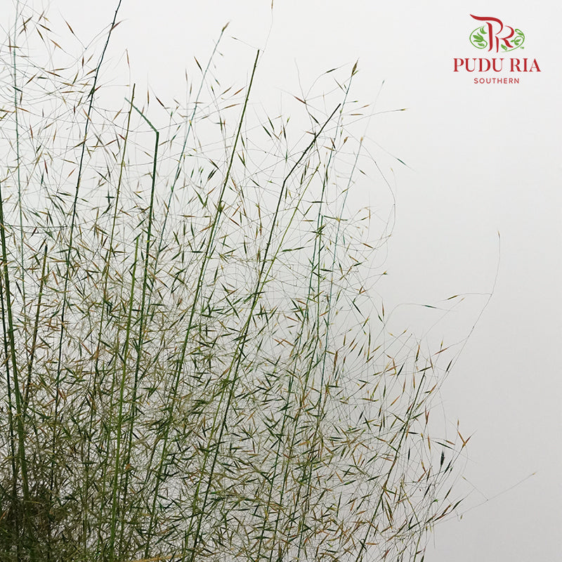 Preservative Asparagus Virgatus Green - Pudu Ria Florist Southern