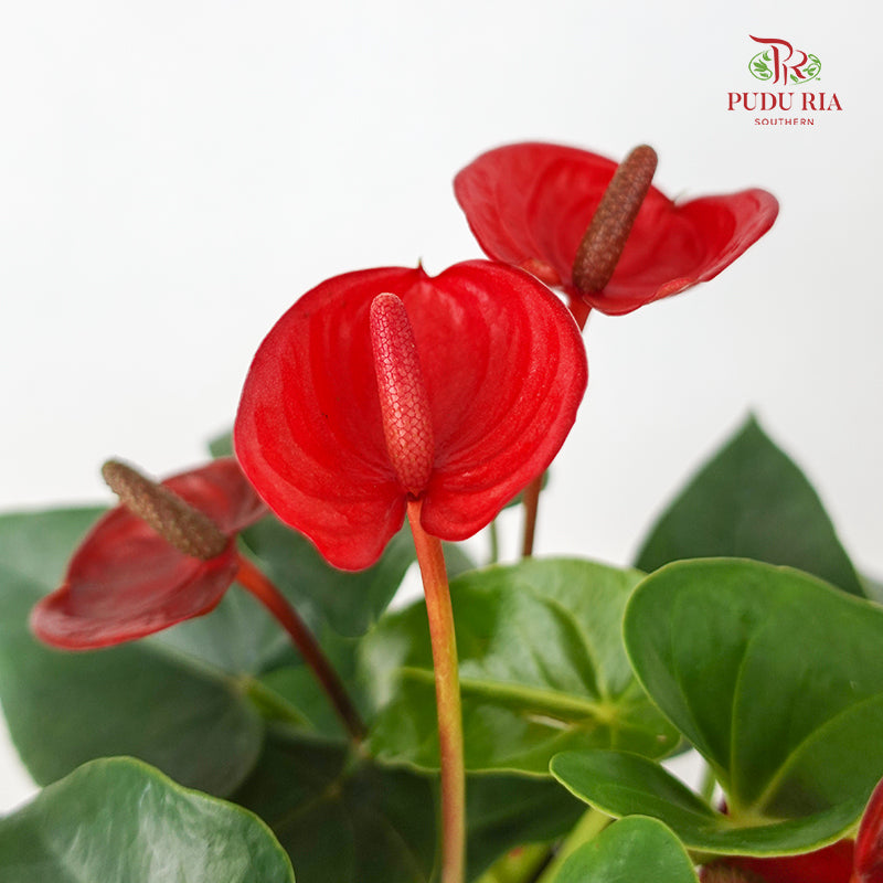 Anthurium Fiancee