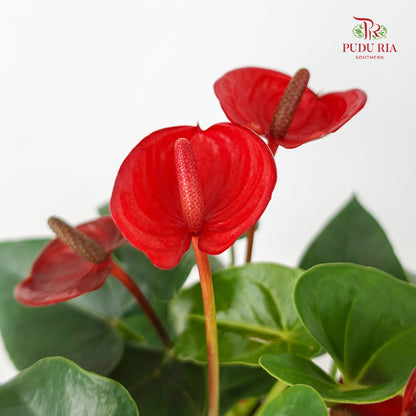 Anthurium Fiancee