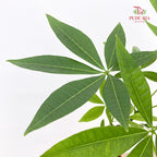 Pachira Multi P12CM