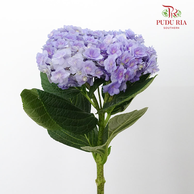 Hydrangea Multi Petals Purple / Per Stem - Pudu Ria Florist Southern