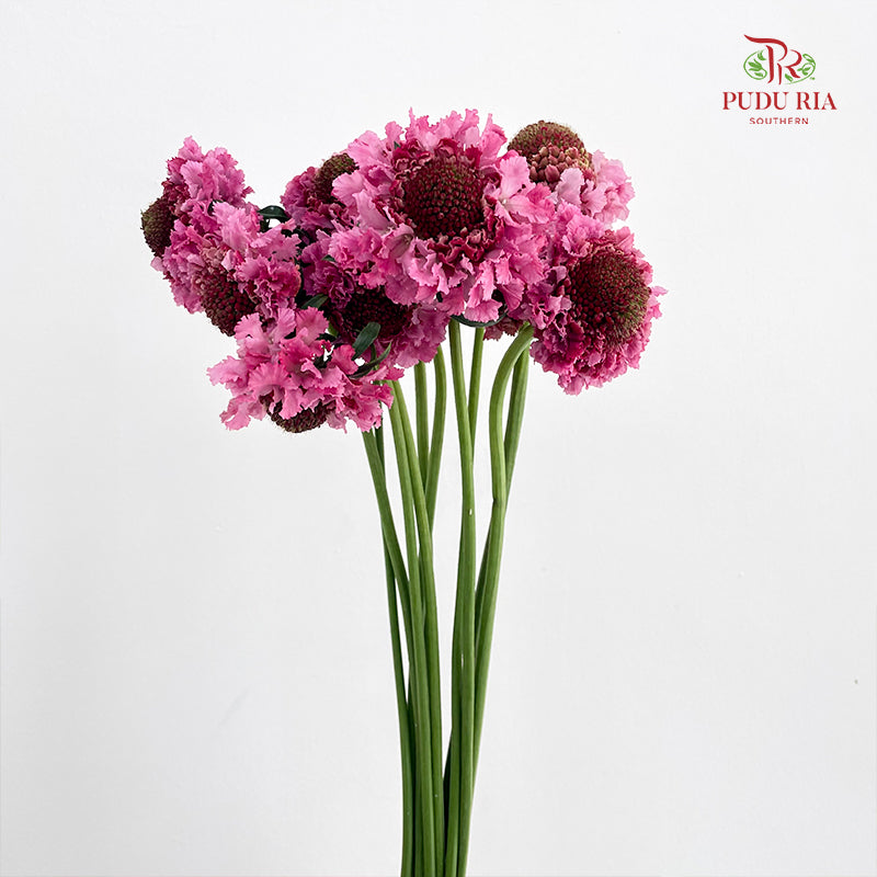Scabiosa Pink 蓝盆花 - (Per Bundle)