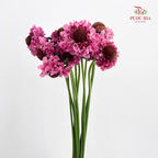 Scabiosa Pink 蓝盆花 - (Per Bundle)