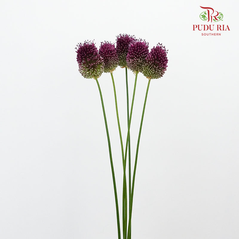 Allium Bullet Purple - 5 Stems - Pudu Ria Florist Southern