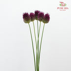 Allium Bullet Purple - 5 Stems - Pudu Ria Florist Southern