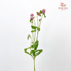 Gomphrena Strawberry Purple - (Per Bundle)