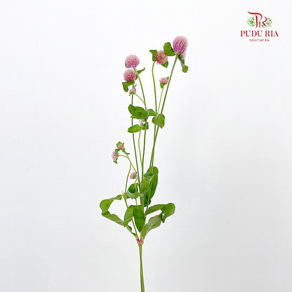 Gomphrena Strawberry Soft Purple - (Per Bundle)