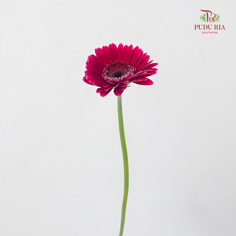 Gerbera Mini Sandero - (5 Stems)