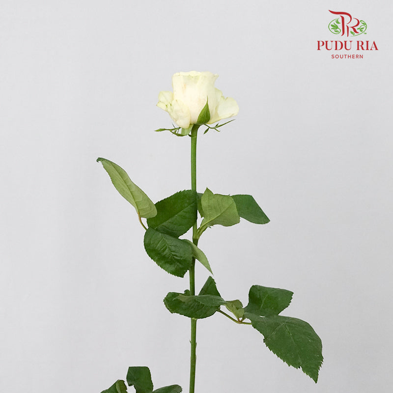 Rose Cream Cup (8-10 Stems) - Pudu Ria Florist Southern