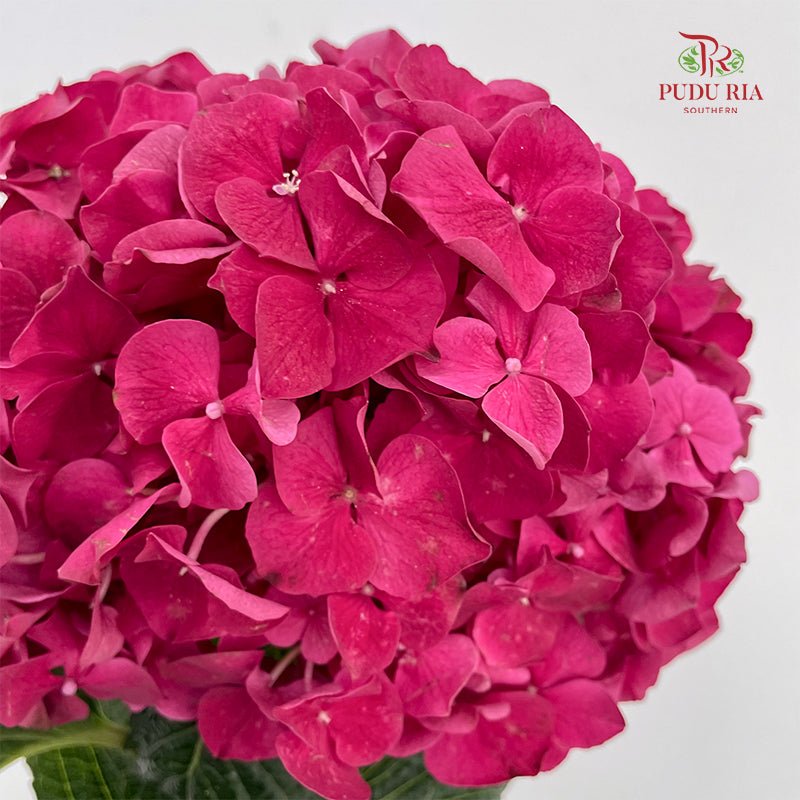 Hydrangea Hot Pink - (Per Stem)