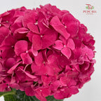 Hydrangea Hot Pink - (Per Stem)
