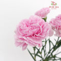 Carnation 康乃馨 Purple - (10 Stems)
