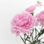 Carnation 康乃馨 Purple - (10 Stems)