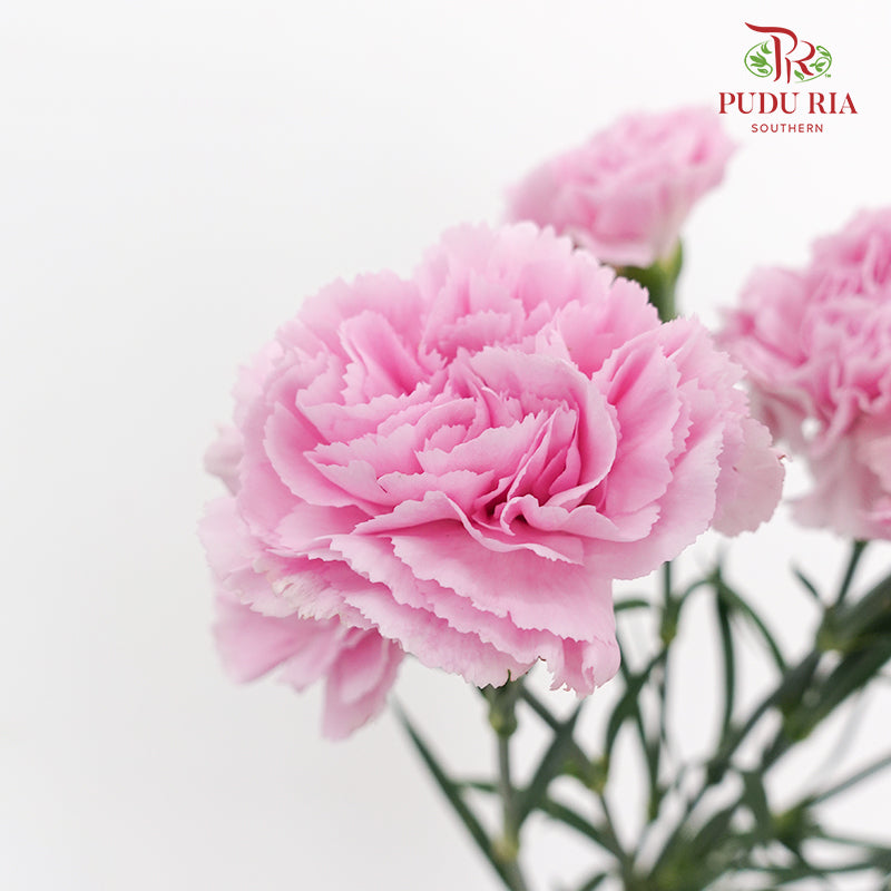 Carnation Soft Purple 康乃馨 - (10 Stems)