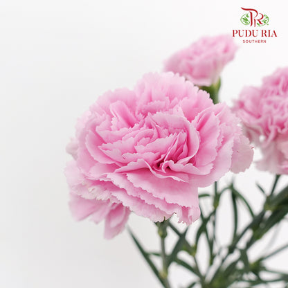 Carnation Soft Purple 康乃馨 - (10 Stems)
