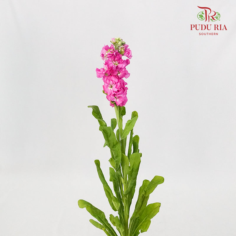 Matthiola Pink - 5 Stems - Pudu Ria Florist Southern