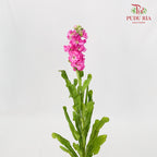 Matthiola Pink - 5 Stems - Pudu Ria Florist Southern