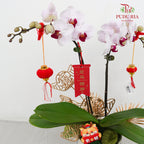 CNY Potted Plant Arrangement 2024#70