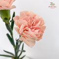Carnation Turan Fragrance 图兰宜香康乃馨- (18-20 Stems)
