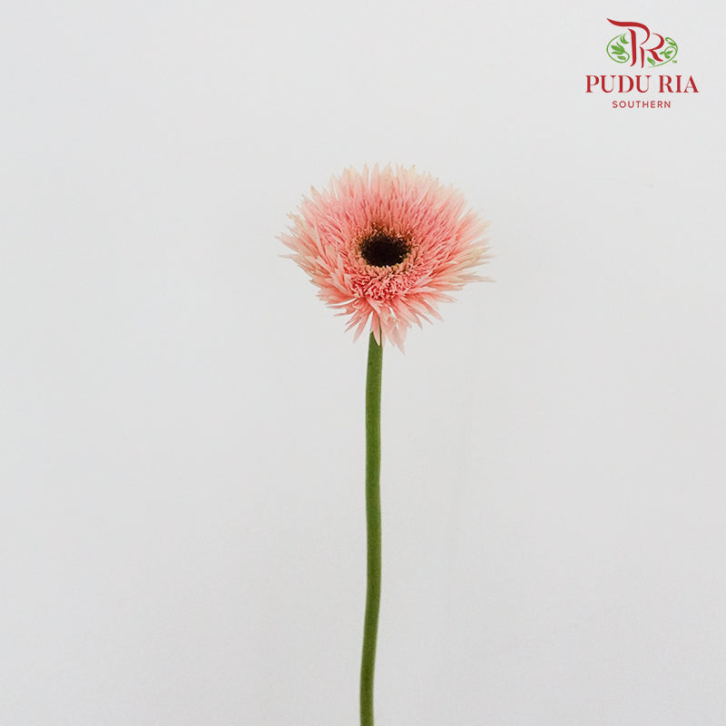 Gerbera Spider Mini - Pink - Pudu Ria Florist Southern