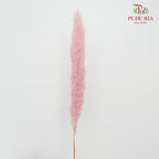 Dry Pampas Natural Pink - Pudu Ria Florist Southern