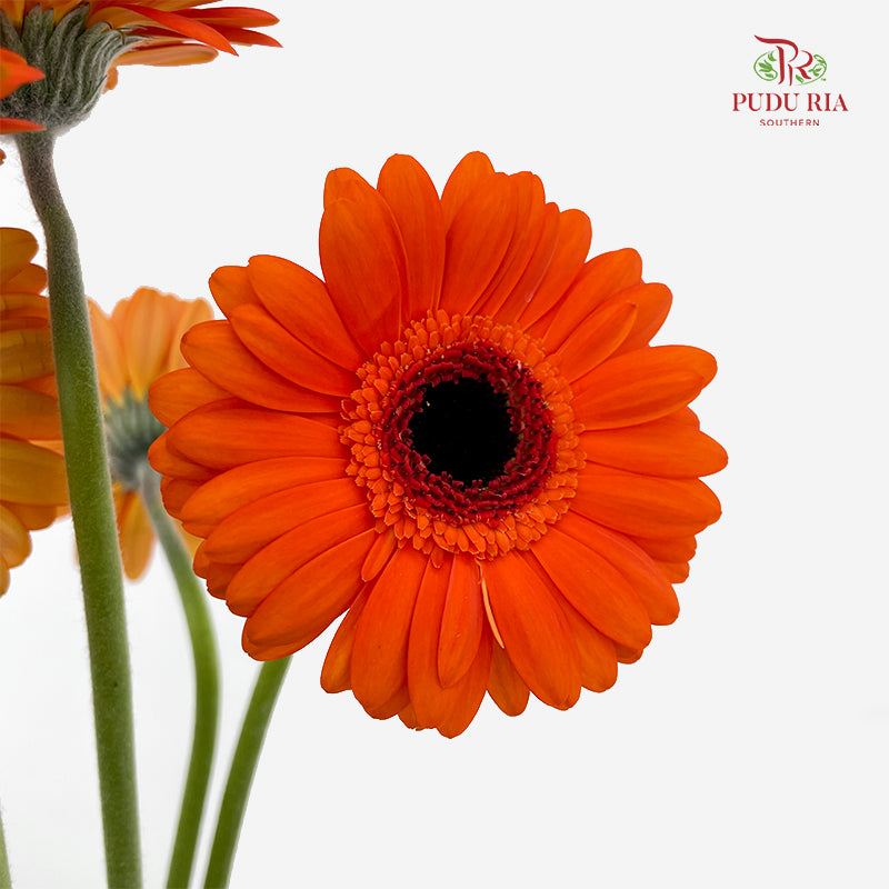 Gerbera Mini Caramba - (5 Stems)