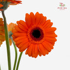 Gerbera Mini Caramba - (5 Stems)