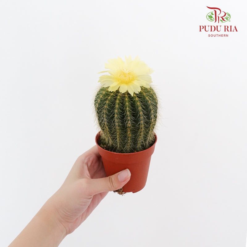 Cactus Mix 7 - Pudu Ria Florist Southern