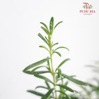 Rosemary - Pudu Ria Florist Southern
