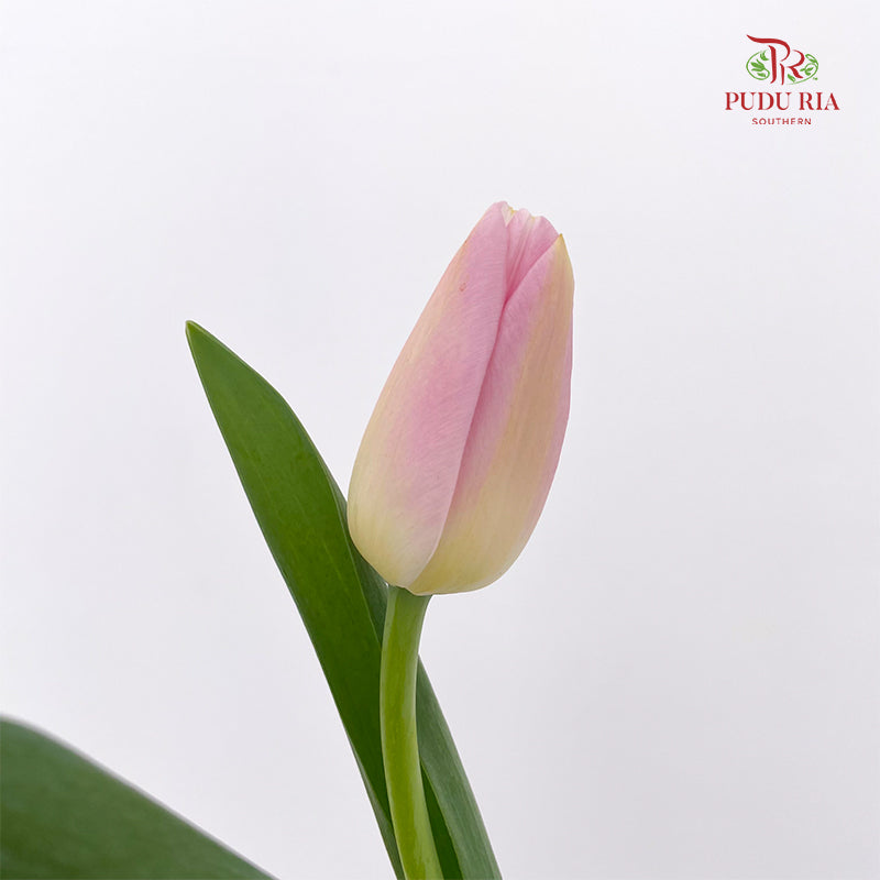 Tulip Pink 郁金香 - (8-10 Stems)