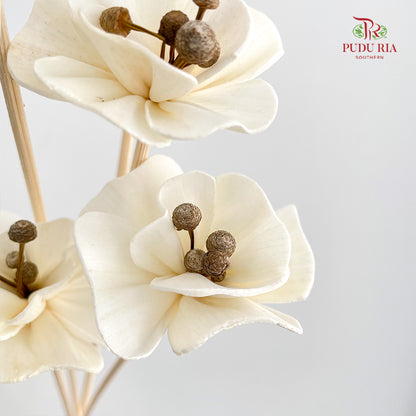 Dry Small Pomegranate Flower - White