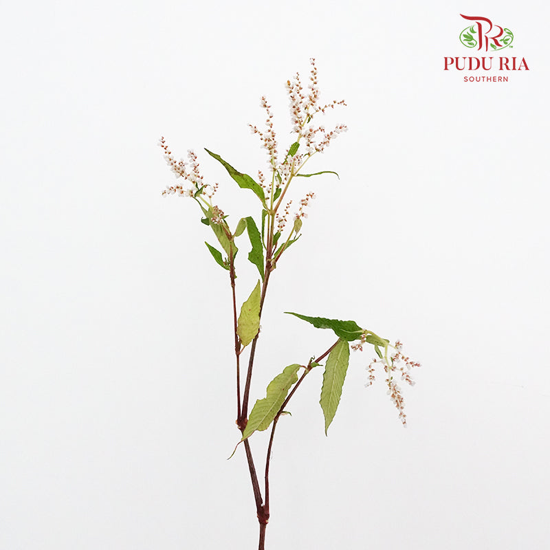 Nine Star leaves - Pudu Ria Florist Southern