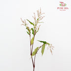 Nine Star leaves - Pudu Ria Florist Southern