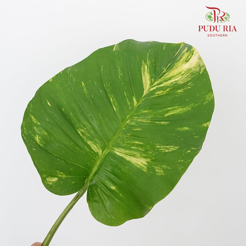 Money plant leave (M) - Pudu Ria Florist Southern