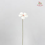 Dry Violet - White Center Pink
