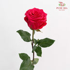 Rose Pink - (25 Stems)