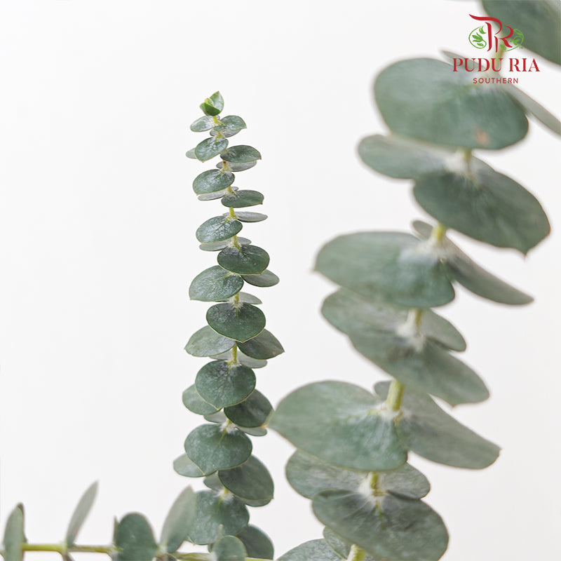 Eucalyptus Baby Blue 蓝宝贝尤加利 - (2-3 Stems)