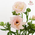 Ranunculus Butterfly Pink 蝴蝶洋牡丹 - (Per Bundle)