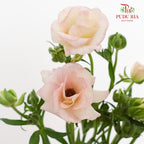 Ranunculus Butterfly Pink 蝴蝶洋牡丹 - (Per Bundle)