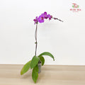 Phalaenopsis Orchid Purple Big Single Stem #1