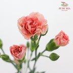 Carnation Spray Pink 多头康乃馨 - (18-20 Stems)