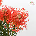Leucospermum - Red - (5 Stems)