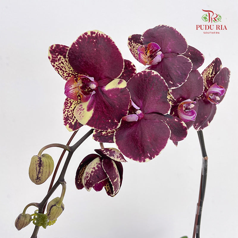 Phalaenopsis Orchid Purple Spot Yellow Big Single Stem #2