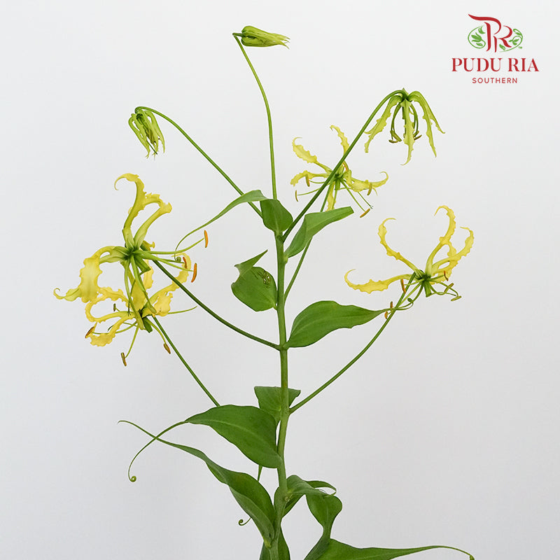 Gloriosa Yellow - Pudu Ria Florist Southern