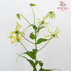 Gloriosa Yellow - Pudu Ria Florist Southern