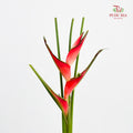 Heliconia / Mini Crab Claw Red 蝎尾蕉 - (5 Stems)
