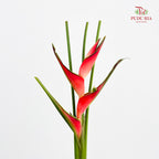 Heliconia / Mini Crab Claw Red 蝎尾蕉 - (5 Stems)